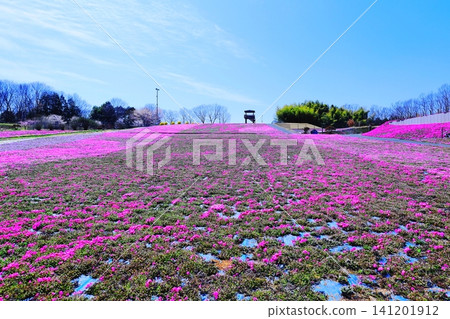 市海町芝櫻公園 / 栃木縣市海町 市海町芝櫻公園 / 栃木縣市海町 141201912