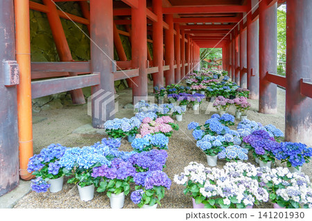在奈良縣櫻井市丹山神社的神社建築下，繡球花在綠樹環繞中整齊排列。 141201930