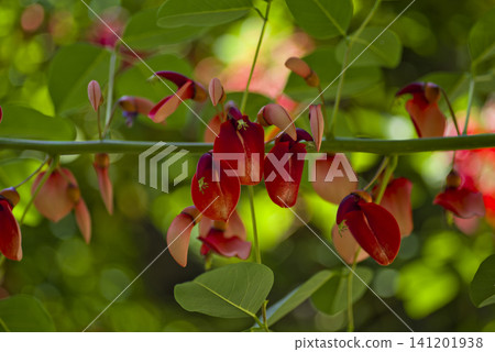 美國 deigo 樹盛開著紅色的花朵。學名是 Erythrina crista-galli。 美國 deigo 樹盛開著紅色的花朵。學名是 Erythrina crista-galli。 141201938