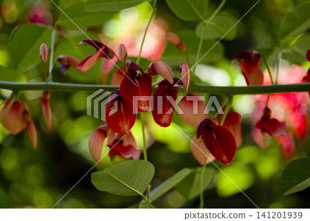 美國 deigo 樹盛開著紅色的花朵。學名是 Erythrina crista-galli。 美國 deigo 樹盛開著紅色的花朵。學名是 Erythrina crista-galli。 141201939