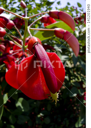 The American deigo tree is in bloom with red flowers. The scientific name is Erythrina crista-galli. The American deigo tree is in bloom with red flowers. The scientific name is Erythrina crista-galli. 141201940