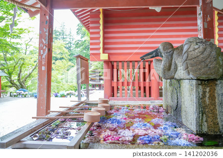 Hydrangeas adorning the flower-filled water basin at Tanzan Shrine in Sakurai City, Nara Prefecture, amidst the beautiful fresh greenery. Hydrangeas adorning the flower-filled water basin at Tanzan Shrine in Sakurai City, Nara Prefecture, amidst the beautiful fresh greenery. 141202036