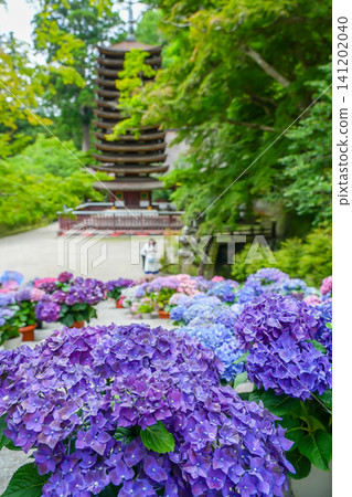 Hydrangeas and a thirteen-story pagoda lined up in the grounds of Tanzan Shrine in Sakurai City, Nara Prefecture, amidst the fresh greenery. Hydrangeas and a thirteen-story pagoda lined up in the grounds of Tanzan Shrine in Sakurai City, Nara Prefecture, amidst the fresh greenery. 141202040
