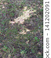 Abstract sunlight reflected on the grassland 141202091