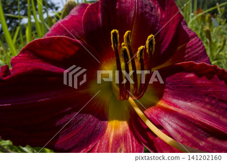 Red daylilies are in bloom. Red daylilies are in bloom. 141202160