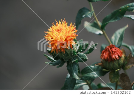 A photograph capturing the beginning and end of the blooming period of safflower. A photograph capturing the beginning and end of the blooming period of safflower. 141202162