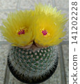 Yellow cactus flower ② 141202228
