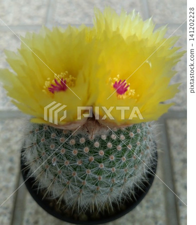 黃色仙人掌花② 黃色仙人掌花② 141202228
