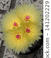 Yellow cactus flower ① 141202229