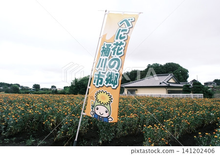 Safflower fields and banners at Beni Hana no Sato in Okegawa City, Saitama Prefecture. Safflower fields and banners at Beni Hana no Sato in Okegawa City, Saitama Prefecture. 141202406