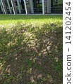 Sunlight filtering through the trees into the school's backyard 141202454