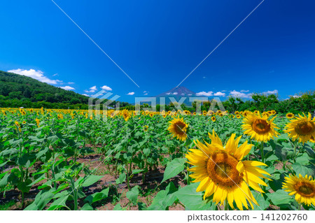 [Mount Fuji Material] Summer Mount Fuji and sunflowers seen from Yamanakako Flower Park [Yamanashi Prefecture] 141202760