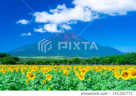 [Mount Fuji Material] Summer Mount Fuji and sunflowers seen from Yamanakako Flower Park [Yamanashi Prefecture] 141202771