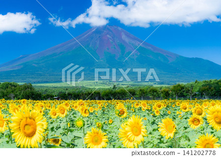 [Mount Fuji Material] Summer Mount Fuji and sunflowers seen from Yamanakako Flower Park [Yamanashi Prefecture] 141202778
