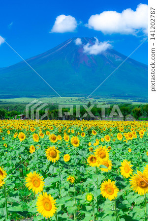 [Mount Fuji Material] Summer Mount Fuji and sunflowers seen from Yamanakako Flower Park [Yamanashi Prefecture] 141202787