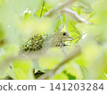 A turtle dove incubating eggs 141203284