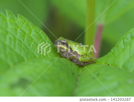 A Japanese tree frog covered in dirt. A Japanese tree frog covered in dirt. 141203287