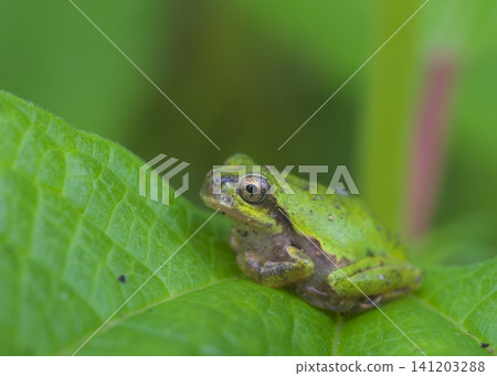 A Japanese tree frog covered in dirt. A Japanese tree frog covered in dirt. 141203288