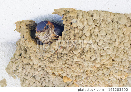 A red-rumped swallow with a muddy beak, preparing to build its nest. A red-rumped swallow with a muddy beak, preparing to build its nest. 141203300