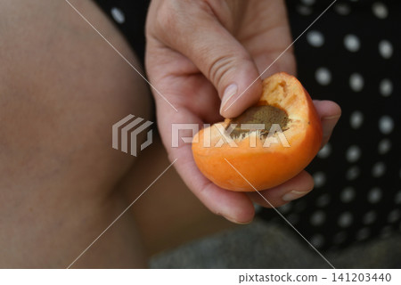 Closeup of a ripe apricot cut in half and held in a woman's hand, revealing the stone and juicy flesh. Fresh summer fruit rich in vitamins and natural sweetness. Closeup of a ripe apricot cut in half and held in a woman's hand, revealing the stone and juicy flesh. Fresh summer fruit rich in vitamins and natural sweetness. 141203440