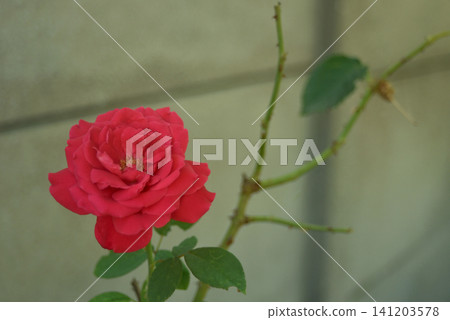 Beautiful closeup of a vibrant red rose blooming in a garden with green leaves and a soft blurred background. Elegant floral image symbolizing love, romance and natural beauty. Beautiful closeup of a vibrant red rose blooming in a garden with green leaves and a soft blurred background. Elegant floral image symbolizing love, romance and natural beauty. 141203578