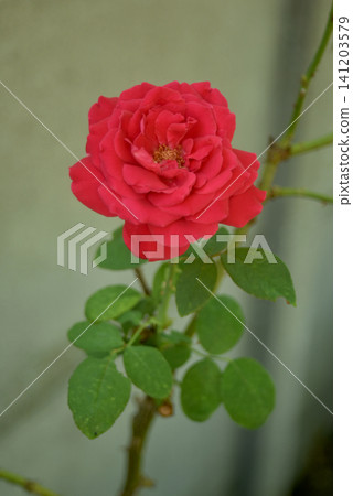 Beautiful closeup of a vibrant red rose blooming in a garden with green leaves and a soft blurred background. Elegant floral image symbolizing love, romance and natural beauty. 141203579