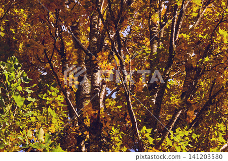 Warm October.Sunny light in bright autumn leaves Warm October.Sunny light in bright autumn leaves 141203580
