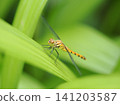 A common skimmer dragonfly perched on the grass. 141203587