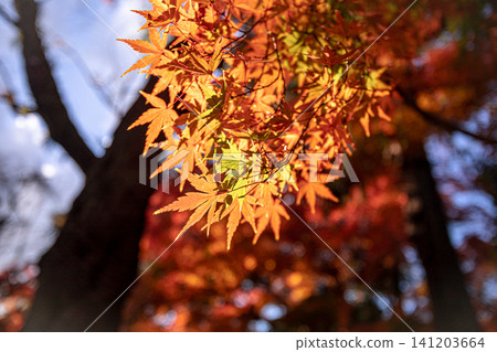 隨著秋意漸濃,樹葉由綠色轉紅,在寒冷天氣到來之前展現出絢麗的色彩。 隨著秋意漸濃,樹葉由綠色轉紅,在寒冷天氣到來之前展現出絢麗的色彩。 141203664
