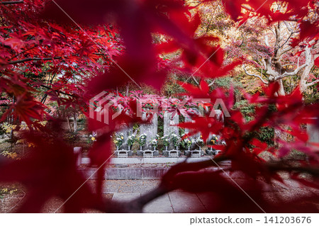 隨著秋意漸濃,樹葉由綠色轉紅,在寒冷天氣到來之前展現出絢麗的色彩。 隨著秋意漸濃,樹葉由綠色轉紅,在寒冷天氣到來之前展現出絢麗的色彩。 141203676