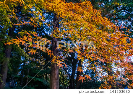 As autumn deepens, the trees change from green to red, displaying vibrant colors before the cold weather sets in. As autumn deepens, the trees change from green to red, displaying vibrant colors before the cold weather sets in. 141203680