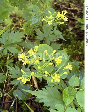 The yellow flowers of the goldenrod bloom in the mountains and fields. The yellow flowers of the goldenrod bloom in the mountains and fields. 141203718