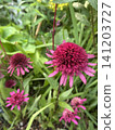 重瓣紫錐菊，花瓣層數很多。 141203727