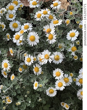 簇生的白蘆葦花 簇生的白蘆葦花 141203771