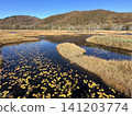 奧澤的秋天：睡蓮葉子漂浮在池塘上。 141203774