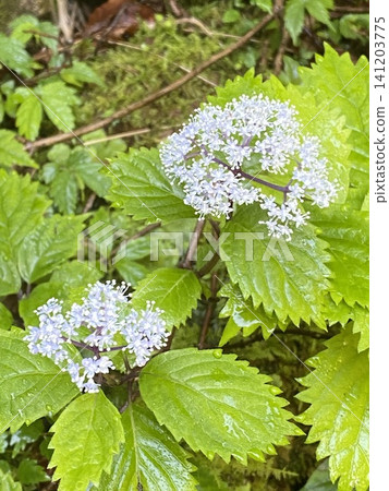 The pale blue flowers of the dwarf hydrangea give a refreshing feeling. The pale blue flowers of the dwarf hydrangea give a refreshing feeling. 141203775