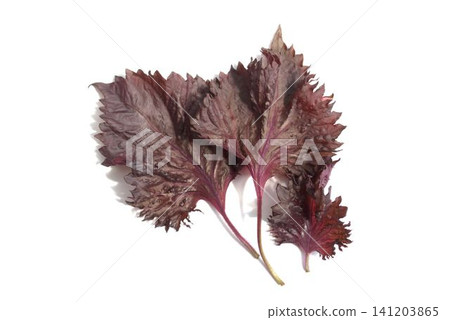 Shiso leaves Shiso leaves 141203865