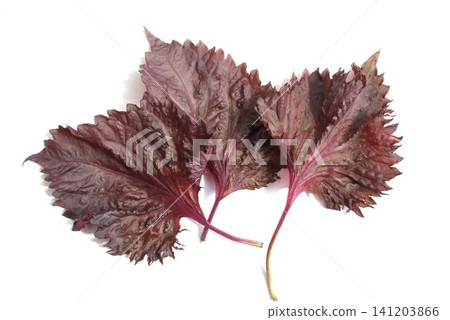 Shiso leaves Shiso leaves 141203866