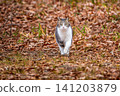 Stray cat 141203879