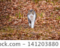Stray cat 141203880