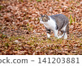 Stray cat 141203881