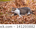 Stray cat 141203882