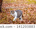 Stray cat 141203883