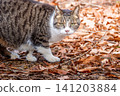 Stray cat 141203884