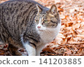 Stray cat 141203885