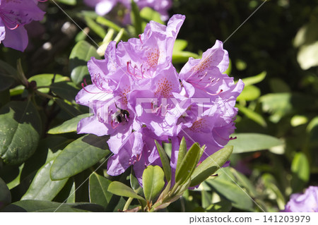 Close-Up of a Fuzzy Bee Foraging Inside a Pinkish-Lilac Rhododendron Truss 141203979