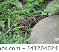 A Japanese pond frog standing in the grass 141204024