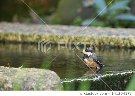 A Varied Tit bathing (facing left, on the water's surface) A Varied Tit bathing (facing left, on the water's surface) 141204172