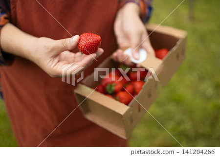 Close up of female farmer holding fresh strawberry in garden Close up of female farmer holding fresh strawberry in garden 141204266