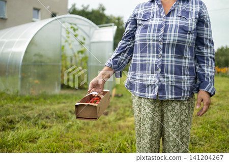 Senior woman gardener carrying small wooden box with harvest near greenhouse in village Senior woman gardener carrying small wooden box with harvest near greenhouse in village 141204267